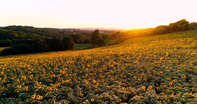 champs de tournesol avec coucher de soleil france