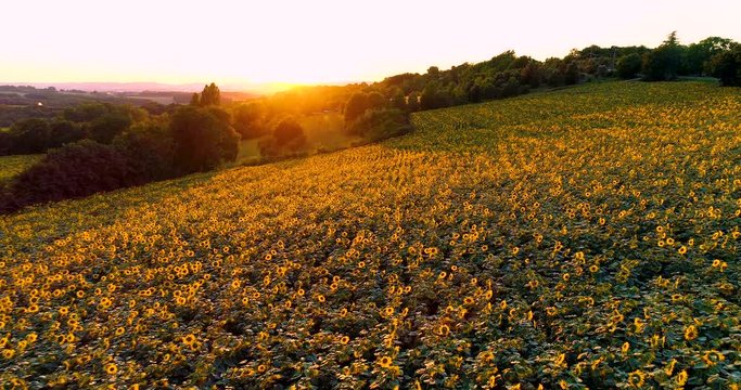 champs de tournesol avec coucher de soleil france