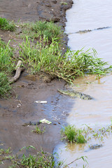 Crocodiles in a muddy river