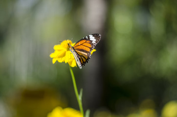 flower and butterfly with blue sky