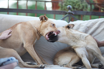 Two dogs of a large breed are playing on the couch on the terrace of the house