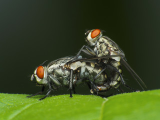 Mating fly