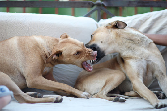 Two dogs of a large breed are playing on the couch on the terrace of the house
