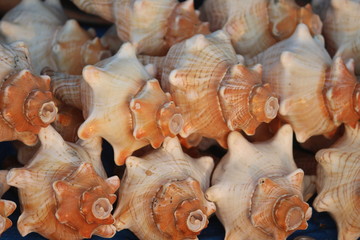 group of beautiful shell arranged in order
