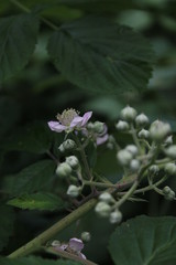 Blühende Brombeere