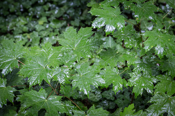 Nasse Ahornblätter im Wald