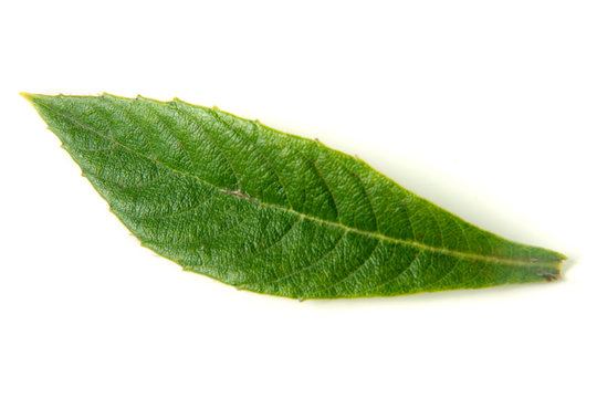 leaf of loquat or Eriobotrya japonica isolated on white background