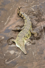 Tarcoles river crocodiles