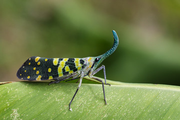 Image of Pyrops viridirostris (Westwood, 1848) on green leaves. Insect Animal
