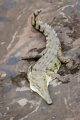 Tarcoles river crocodiles