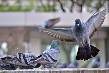 Pigeon dance - in Air