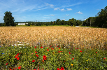 Wildflowers in the field of ripening rye, Europe
