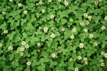 Blooming white clover. Texture Replacement lawn