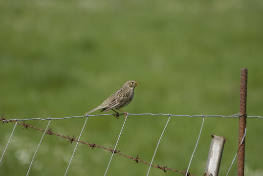 Birdwatching in Sardegna