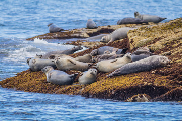 Harbor Seals (Phoca vitulina) loaf on rocks in Coastal Maine