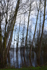 Bois inondé