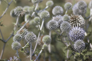 Silvery-blue plants with quaint balls on the background of nature