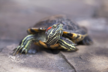 Red eared slider turtle close up portrait with shallow depth of field. Trachemys scripta elegans