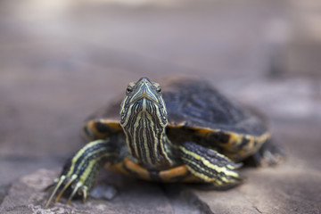 Red eared slider turtle close up portrait with shallow depth of field. Trachemys scripta elegans