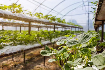 Industrial growth of strawberries,hydroponics strawberry row in plantation,Fresh strawberries grown in greenhouses,Strawberry fields,Inside indoor strawberry farm,Cultivating strawberries