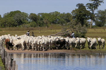 Fazenda de gado