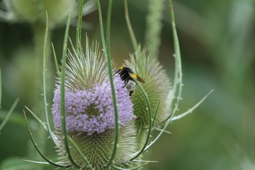 bourdon