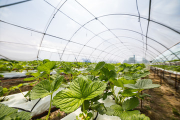 Industrial growth of strawberries,hydroponics strawberry row in plantation,Fresh strawberries grown...