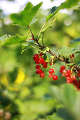 Red currant