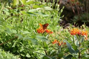 Schmetterling