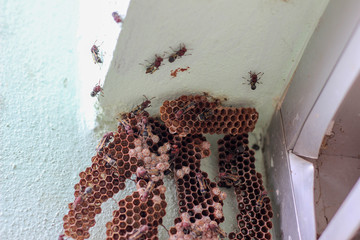 hexagonal decorative design In the corner