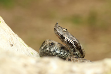 close up venomous european snake crawling on rock