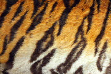 detailed tiger colorful pelt
