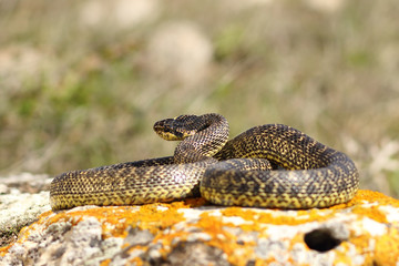full length blotched snake