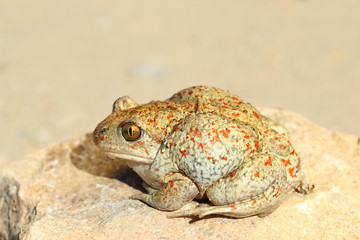 full length image of garlic toad