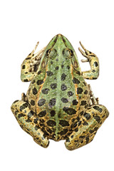 isolated Pelophylax ridibundus