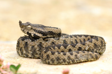 juvenile sand viper resting on a rock