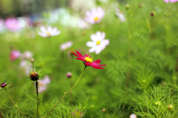 композиция полевые цветы