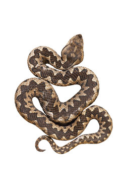 isolated nosed viper