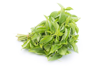 Hairy Basil or Ocinum canum isolated on white background (Spices in thai food