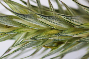 Green wheat ear close-up with setas on a white background