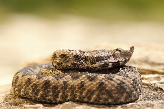 poisonous snake youngster basking on stone