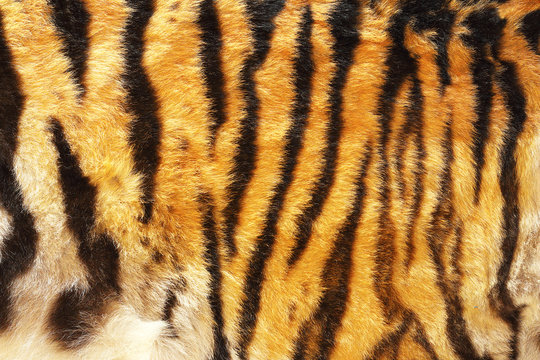 pattern of siberian tiger