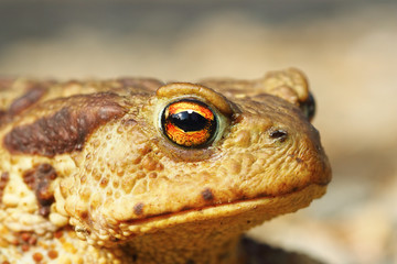 portrait of ugly common brown toad