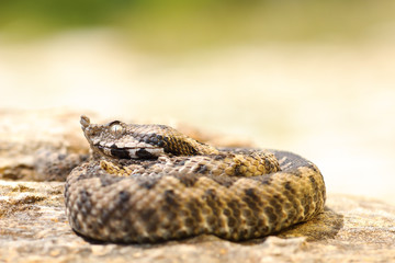 small Vipera ammodytes on a stone