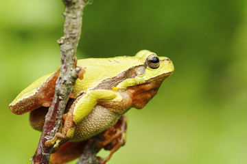tree frog climbing on twig