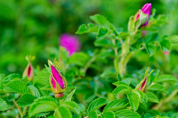  Brier bud in early spring.