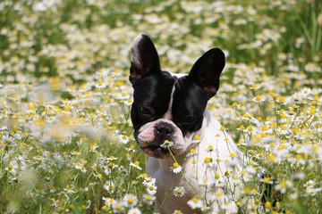 französische bulldogge in einem Feld voll Kamille