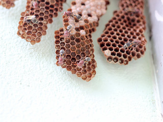 hexagonal decorative design In the corner