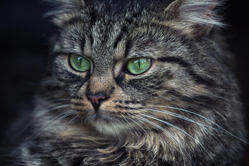 Junge Katze Portrait