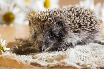 Маленький ежик.